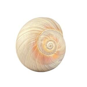 Natural Seashell Atlantic Ocean Gastropod Striated 1.25 Inch Harvested 1980s